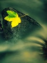 Nice colorful broken maple leaf on basalt stone in blurred water of mountain stream cascade. Autumn colors. Royalty Free Stock Photo