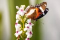 Nice colorful butterfly feeding on flower