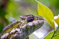 Nice colorful chameleon, cameleon lizard