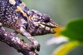 Nice colorful chameleon, cameleon lizard