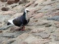 Beautiful dove bird on stones, Lithuania Royalty Free Stock Photo