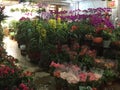 Nice colorful flowers for sale at store