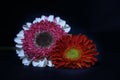 The nice colorful gerberas close up Royalty Free Stock Photo