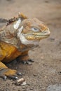Nice colorful iguana posing for camera Royalty Free Stock Photo