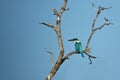 Nice and colorful kingfischer on a tree near komodo island