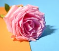 The nice  colorful  pink rose flower close up Royalty Free Stock Photo