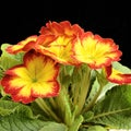 The nice colorful primula spring flower flower  close up Royalty Free Stock Photo