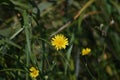 Nice colorful weed summer flower in my garden