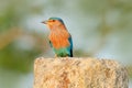 Nice colour light blue bird Indian Roller sitting on the stone with orange background. Birdwatching in Asia. Beautiful colour bir