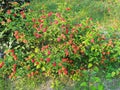 Nice colourful blooming Lantana camara on a garden