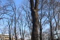 The nice contrast between the dark leavless branches of the winter trees and the blue sky in Vidin, Bulgaria