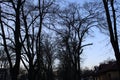 The nice contrast between the dark leavless branches of the winter trees and the blue sky in Vidin, Bulgaria