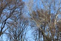 The nice contrast between the dark leavless branches of the winter trees and the blue sky in Vidin, Bulgaria