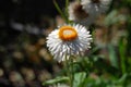 Nice contrasting white straw flower on garden background Royalty Free Stock Photo