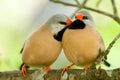 Cute pair of birds
