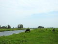 Beautiful cow animals in meadow, Lithuania Royalty Free Stock Photo