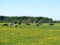 Beautiful cow animal  in autumn field, Lithuania Royalty Free Stock Photo