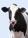 Nice cow Royalty Free Stock Photo