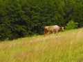 Nice Cow Royalty Free Stock Photo