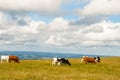 Nice Cows on the Feldberg in Germany Black forest. Royalty Free Stock Photo