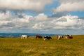 Nice Cows on the Feldberg in Germany Black forest. Royalty Free Stock Photo