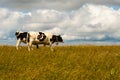 Nice Cows on the Feldberg in Germany Black forest.