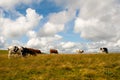 Nice Cows on the Feldberg in Germany Black forest. Royalty Free Stock Photo
