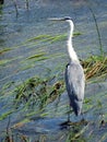 Crane bird in river, Lithuania Royalty Free Stock Photo