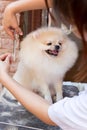 Nice cream pomeranian