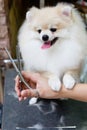 A nice cream pomeranian