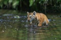 Nice cub of Bengal tiger is walking in the river Royalty Free Stock Photo