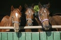 Thoroughbred young horses looking over wooden barn door in stable at ranch on sunny summer day Royalty Free Stock Photo