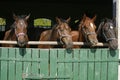 Thoroughbred young horses looking over wooden barn door in stable at ranch on sunny summer day Royalty Free Stock Photo