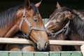 Thoroughbred young horses looking over wooden barn door in stable at ranch on sunny summer day Royalty Free Stock Photo