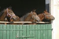 Thoroughbred young horses looking over wooden barn door in stable at ranch on sunny summer day Royalty Free Stock Photo