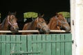 Thoroughbred young horses looking over wooden barn door in stable at ranch on sunny summer day Royalty Free Stock Photo