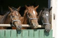 Thoroughbred young horses looking over wooden barn door in stable at ranch on sunny summer day Royalty Free Stock Photo