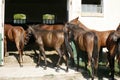 Thoroughbred young horses looking over wooden barn door in stable at ranch on sunny summer day Royalty Free Stock Photo