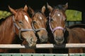 Thoroughbred young horses looking over wooden barn door in stable at ranch on sunny summer day Royalty Free Stock Photo