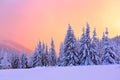 Nice curved fair trees covered with thick layer of snow are enlightened by pink yellow sunset in winter day. Royalty Free Stock Photo