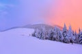 Nice curved fair trees covered with thick layer of snow are enlightened by pink yellow sunset in winter day. Royalty Free Stock Photo