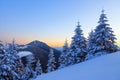 Nice curved fair trees covered with thick layer of snow are enlightened by pink yellow sunset in winter day. Winter landscape. Royalty Free Stock Photo