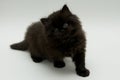 Nice cute black british kitten