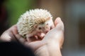 Nice and cute sleepy African pygmy hedgehog rolled up