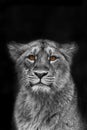 Nice and cute young female lioness Panthera leo close up portrait of the head black and white Royalty Free Stock Photo