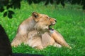 Nice and cute young female lioness Panthera leo when resting, she roars into the distance Royalty Free Stock Photo