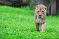 Nice and cute young female lioness Panthera leo slowly walking through the grass Royalty Free Stock Photo