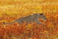 Nice and cute young female lioness Panthera leo snapshot running fast through the grass, panning shot Royalty Free Stock Photo