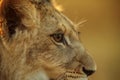 Nice and cute young lioness Panthera leo portrait from the side Royalty Free Stock Photo