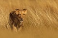 Nice and cute young lioness Panthera leo in the yellow grass of the savannah Royalty Free Stock Photo